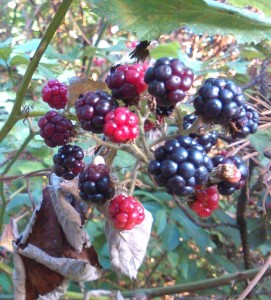 Last of the summer blackberries