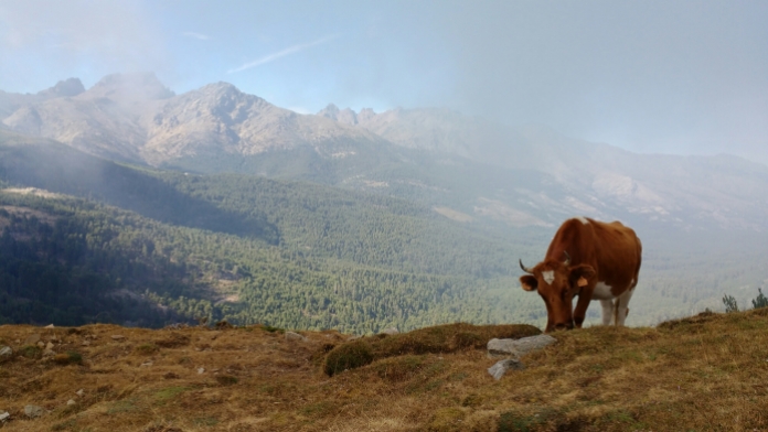 Cow in cloud, between Bocca di Verghjiu and Lac Nino